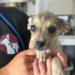 Chihuahua Mischling Popeye, 04/2026, ca. 35 cm