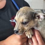 Chihuahua Mischling Popeye, 04/2026, ca. 35 cm