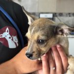 Chihuahua Mischling Popeye, 04/2026, ca. 35 cm
