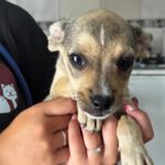 Chihuahua Mischling Popeye, 04/2026, ca. 35 cm