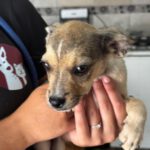 Chihuahua Mischling Popeye, 04/2026, ca. 35 cm