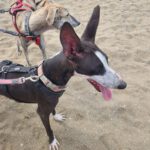 Galgo Poppy, 01/2025, ca. 65 cm