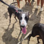 Galgo Poppy, 01/2025, ca. 65 cm
