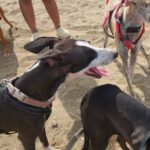 Galgo Poppy, 01/2025, ca. 65 cm