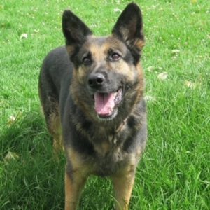 Schäferhund Mischling Reyes, 07/2019, ca. 65 cm