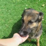 Schäferhund Mischling Reyes, 07/2019, ca. 65 cm