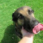 Schäferhund Mischling Reyes, 07/2019, ca. 65 cm