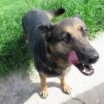 Schäferhund Mischling Reyes, 07/2019, ca. 65 cm