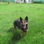 Schäferhund Mischling Reyes, 07/2019, ca. 65 cm