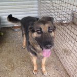 Schäferhund Mischling Reyes, 07/2019, ca. 65 cm