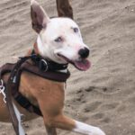 Podenco Husky Mischling Rhianna, 03/2023, ca. 45 cm