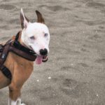 Podenco Husky Mischling Rhianna, 03/2023, ca. 45 cm
