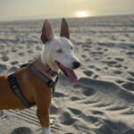 Podenco Husky Mischling Rhianna, 03/2023, ca. 45 cm