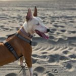 Podenco Husky Mischling Rhianna, 03/2023, ca. 45 cm