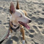 Podenco Husky Mischling Rhianna, 03/2023, ca. 45 cm