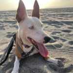 Podenco Husky Mischling Rhianna, 03/2023, ca. 45 cm