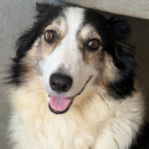 Border Collie Romina, 07/2019, Endgröße 50 cm