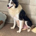 Border Collie Romina, 07/2019, ca. 50 cm