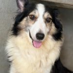 Border Collie Romina, 07/2019, Endgröße 50 cm