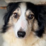 Border Collie Romina, 07/2019, Endgröße 50 cm