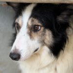 Border Collie Romina, 07/2019, Endgröße 50 cm