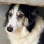 Border Collie Romina, 07/2019, Endgröße 50 cm