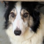 Border Collie Romina, 07/2019, Endgröße 50 cm
