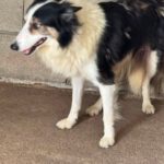 Border Collie Romina, 07/2019, ca. 50 cm