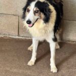 Border Collie Romina, 07/2019, ca. 50 cm