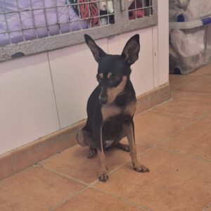 Pinscher Mischling Rupee, 08/2024, ca. 25-30 cm