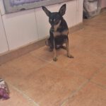 Pinscher Mischling Rupee, 08/2024, ca. 25-30 cm