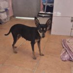 Pinscher Mischling Rupee, 08/2024, ca. 25-30 cm