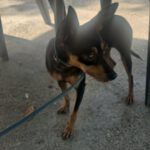 Pinscher Mischling Rupee, 08/2024, ca. 25-30 cm