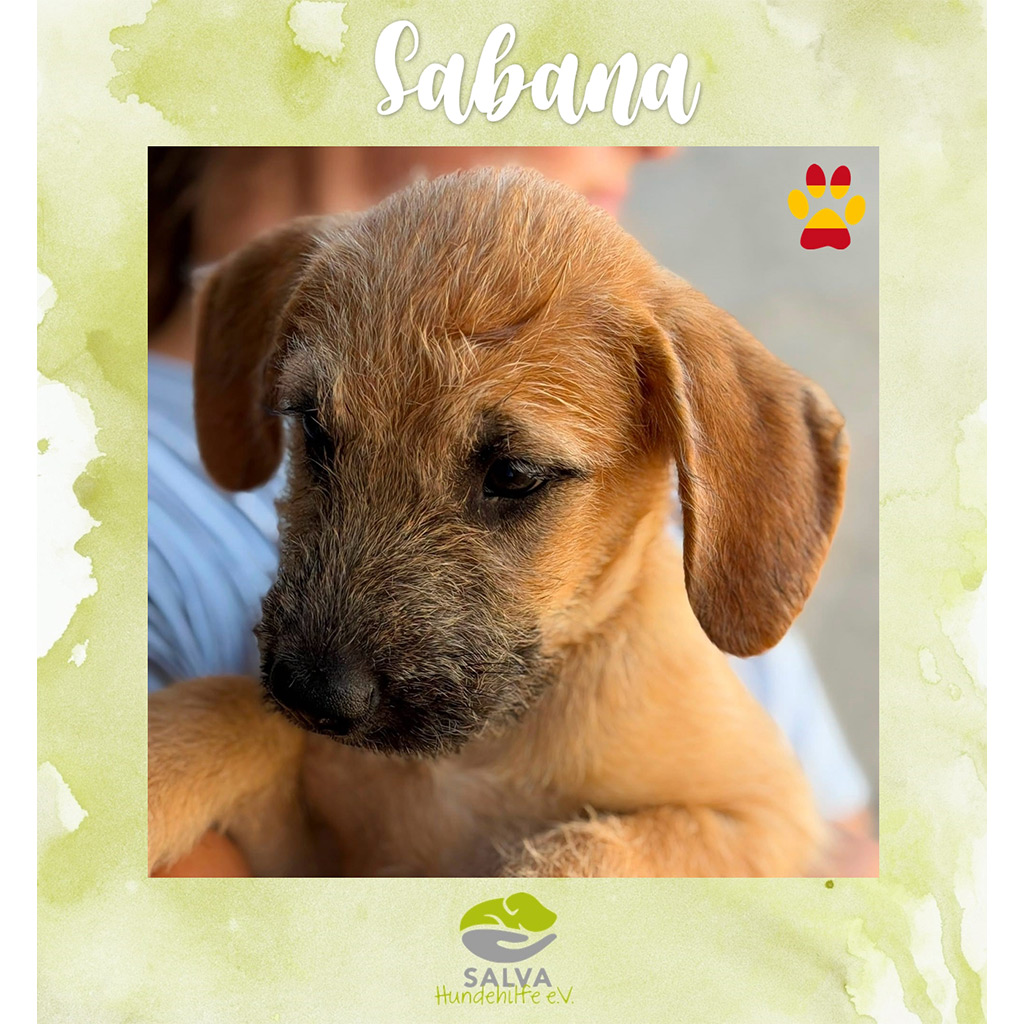 SALVA-Motto im August: Welpenflut in Spanien