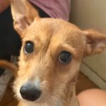 Podenco Sadie, 09/2025, ca. 35 cm