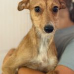 Podenco Sadie, 09/2025, ca. 35 cm