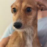 Podenco Sadie, 09/2025, ca. 35 cm