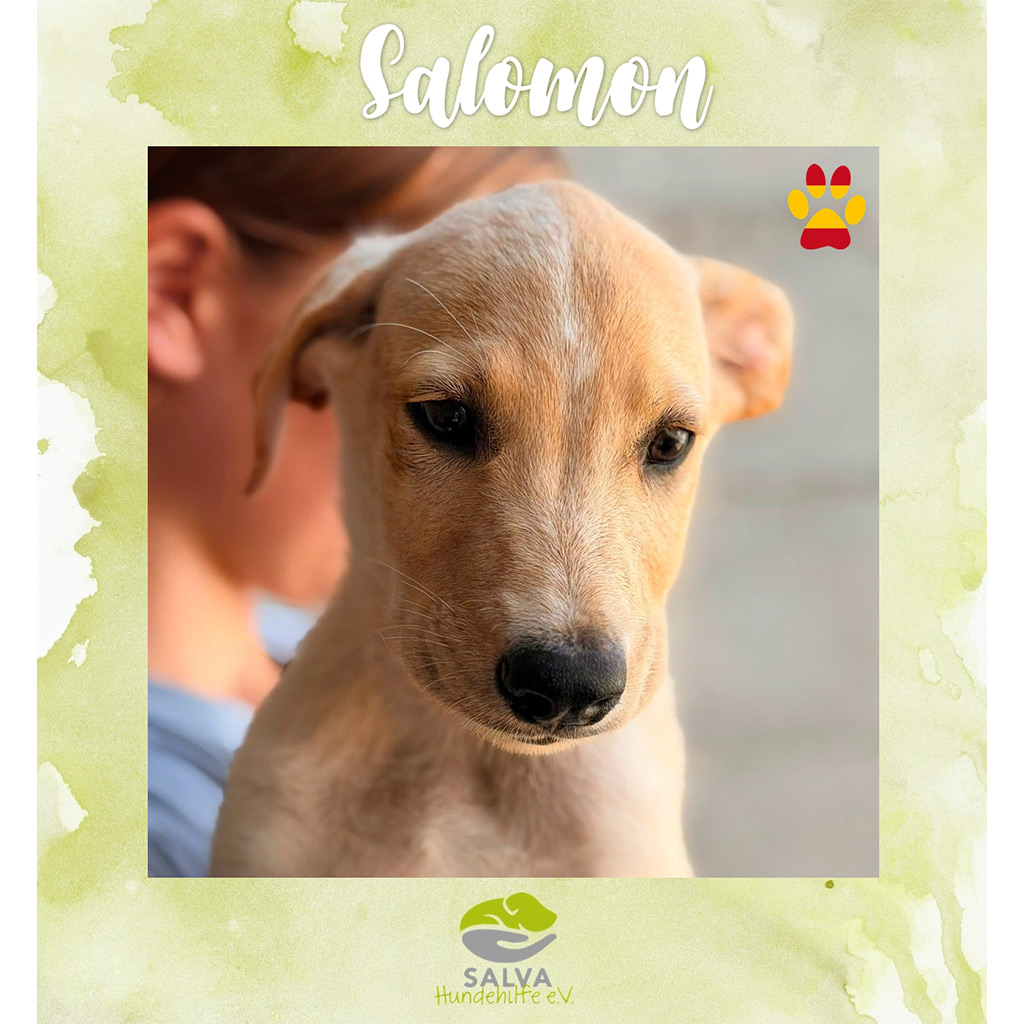 SALVA-Motto im August: Welpenflut in Spanien