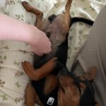 Pinscher-Mischling Saltarin, 02/2026, Endgröße ca. 40 cm,35274 Kirchhain-Sindersfeld