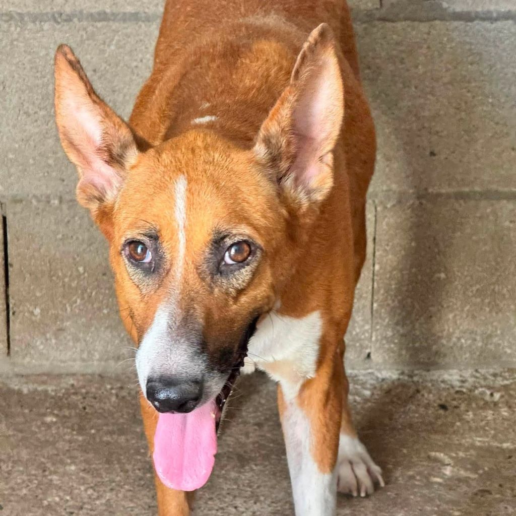Podenco Mischling Saluz, 04/2023, ca. 45 cm