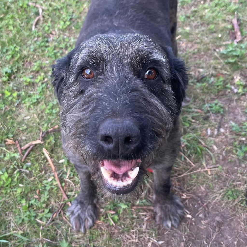Baskischer Schäferhund Mischling Dr. Sheldon Cooper, 07/2019, ca. 55 cm