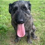 Baskischer Schäferhund Mischling Dr. Sheldon Cooper, 07/2019, ca. 55 cm