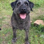 Baskischer Schäferhund Mischling Dr. Sheldon Cooper, 07/2019, ca. 55 cm