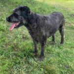 Baskischer Schäferhund Mischling Dr. Sheldon Cooper, 07/2019, ca. 55 cm