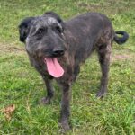 Baskischer Schäferhund Mischling Dr. Sheldon Cooper, 07/2019, ca. 55 cm
