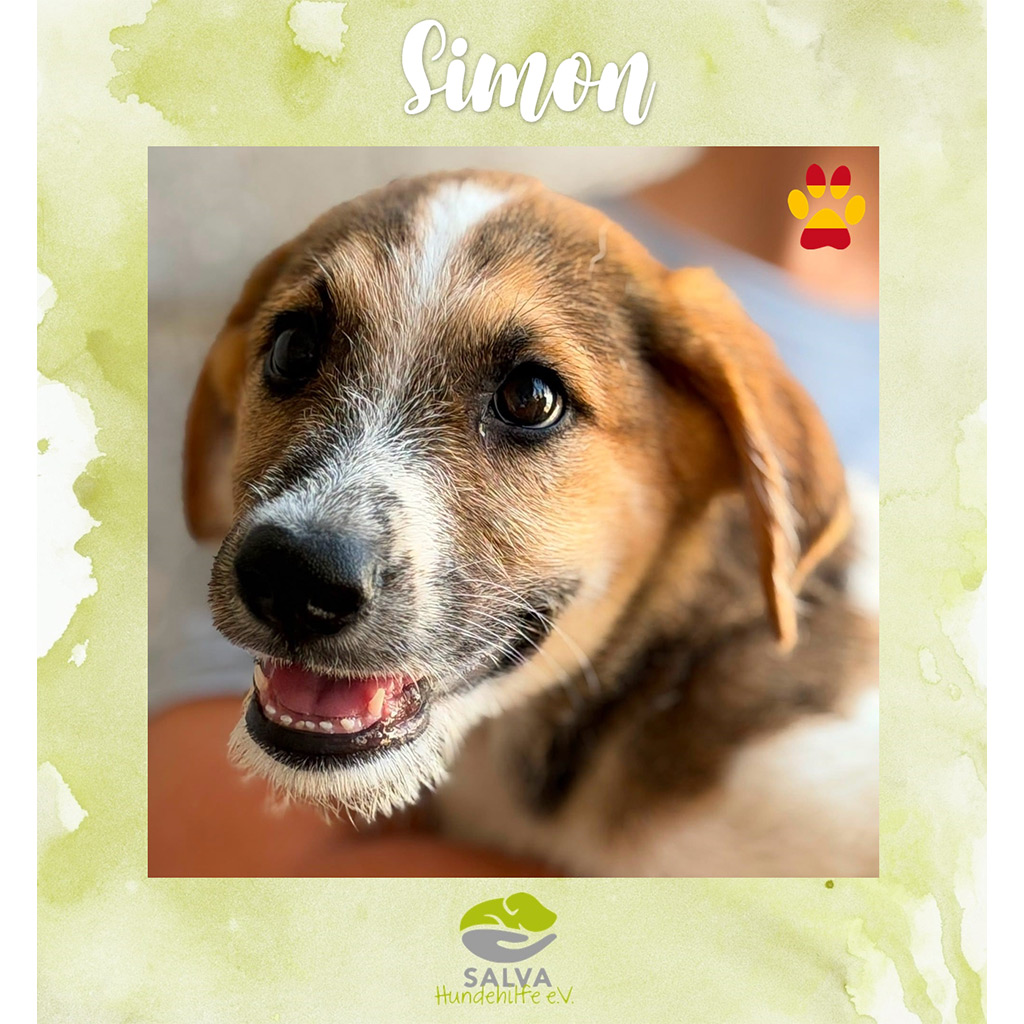 SALVA-Motto im August: Welpenflut in Spanien