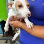 Podenco Sofia, 03/2026, Endgröße ca. 40-45 cm