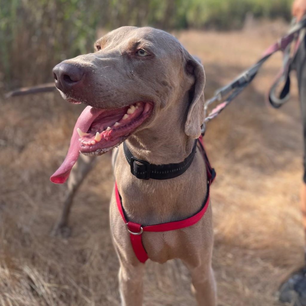Weimaraner Stephan, 10/2024, ca. 70 cm