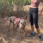 Weimaraner Stephan, 10/2024, ca. 70 cm
