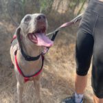 Weimaraner Stephan, 10/2024, ca. 70 cm